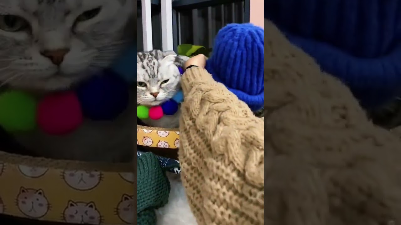 Laugh Out Loud with the Funniest Cat Video of All Time #68