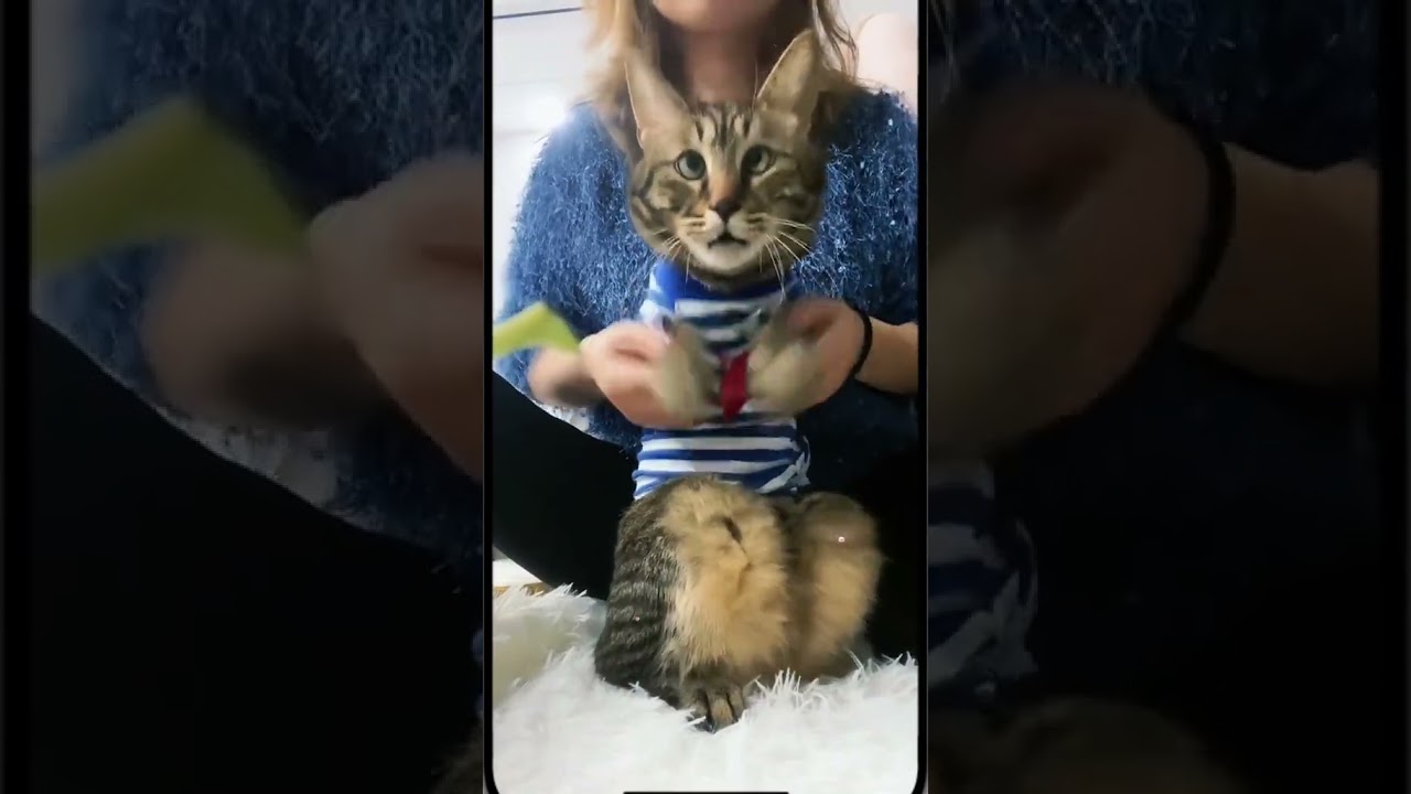 Laugh Out Loud with the Funniest Cat Video of All Time #74