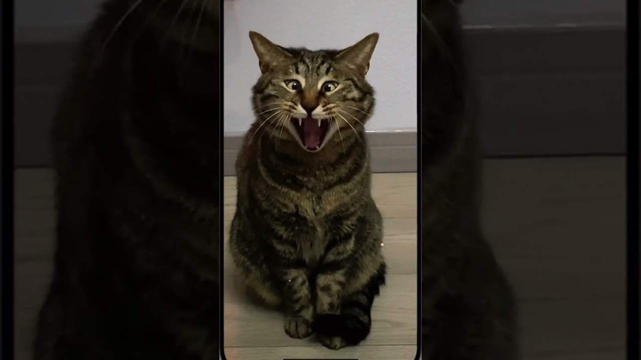 Laugh Out Loud with the Funniest Cat Video of All Time