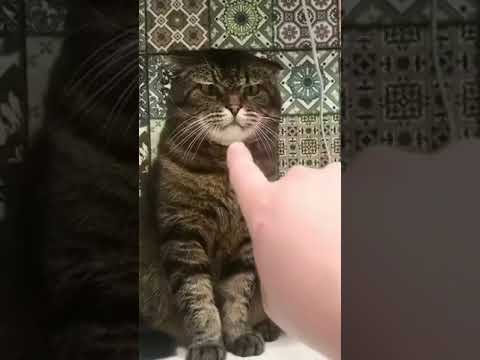 Get ready to laugh with these hilarious funny animal videos 127