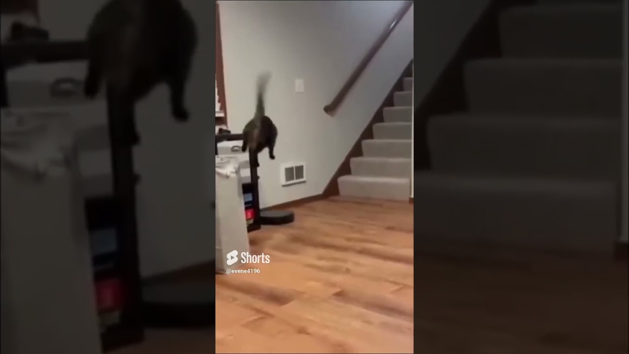 Funny cat videos #shorts #youtube #youtubeshorts
