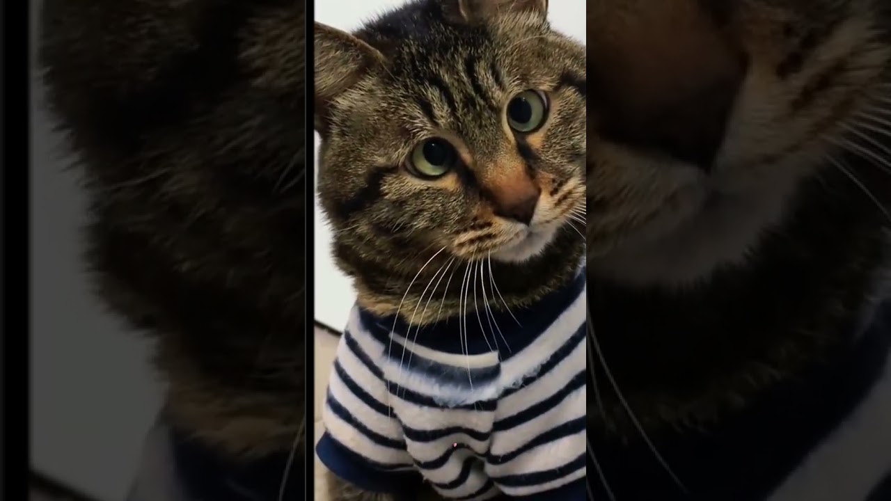 Laugh Out Loud with the Funniest Cat Video of All Time