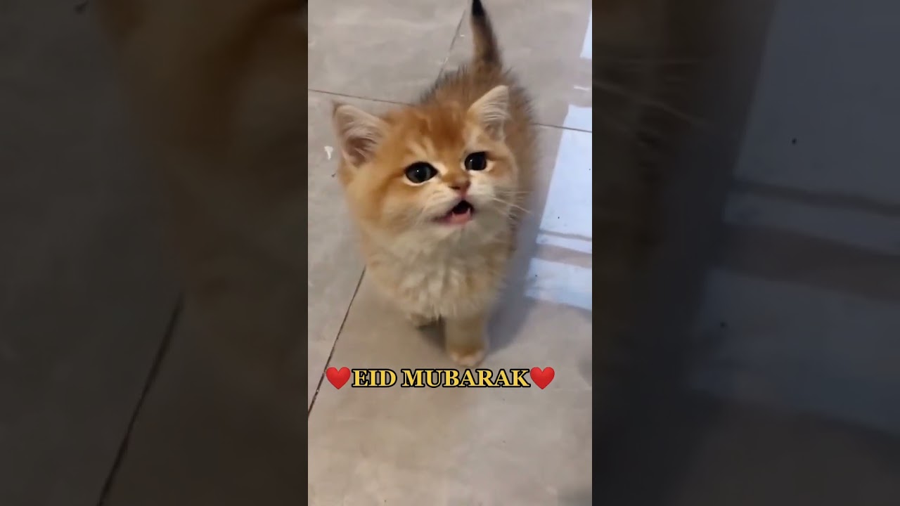 2023 Funniest Cat Videos You'll Laugh So Hard You'll Cry #86