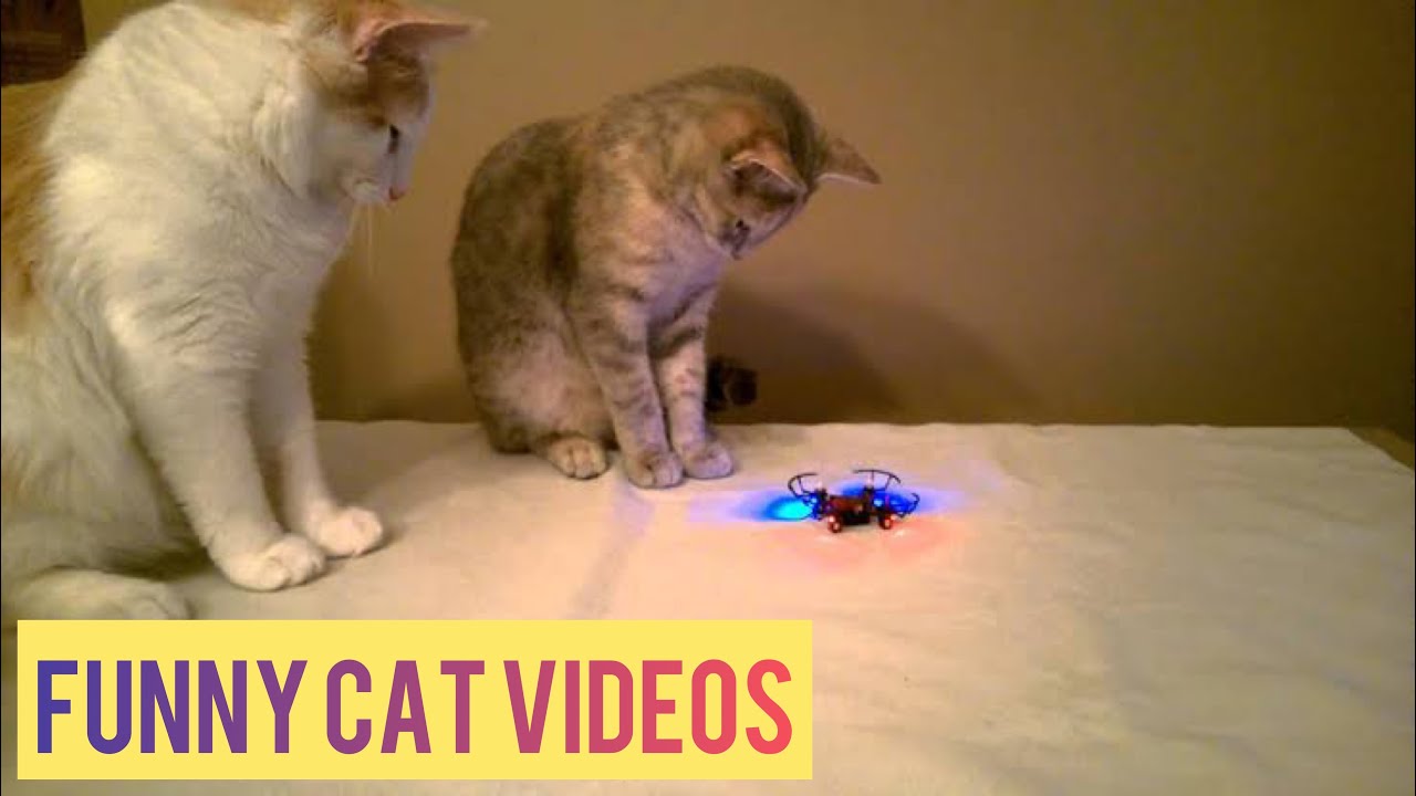 Proof That Cats Are The Most Dramatic Animals | Funny Cat Videos