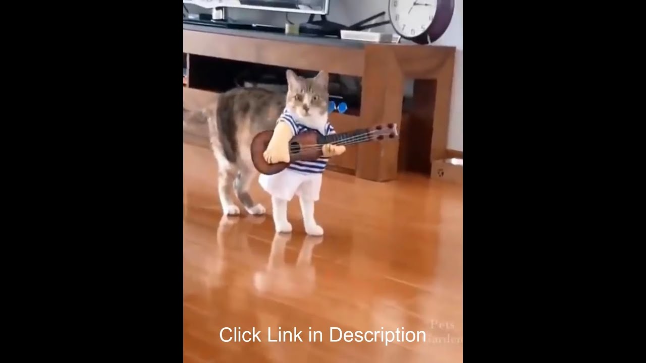 Animal Lover Shorts - Cute and Crazy Cats Video #Shorts