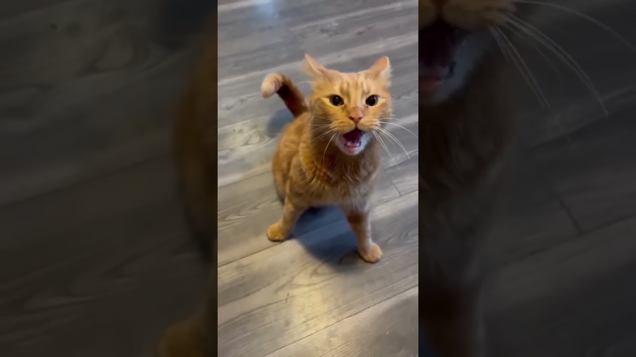 Best Funny Crazy Cats,Funny Fail ops Moments#shorts #trending #animals #funny #cats#amazing funny