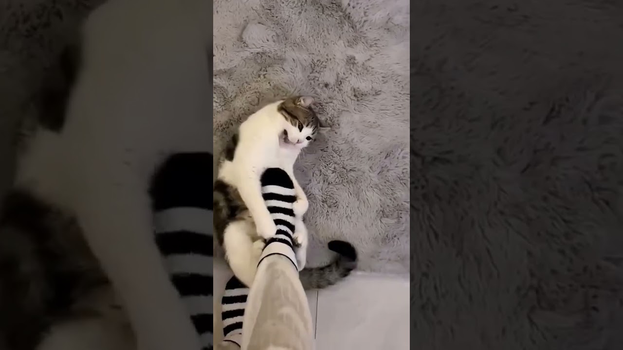 CATS LOL #viral #shorts #funny #fails