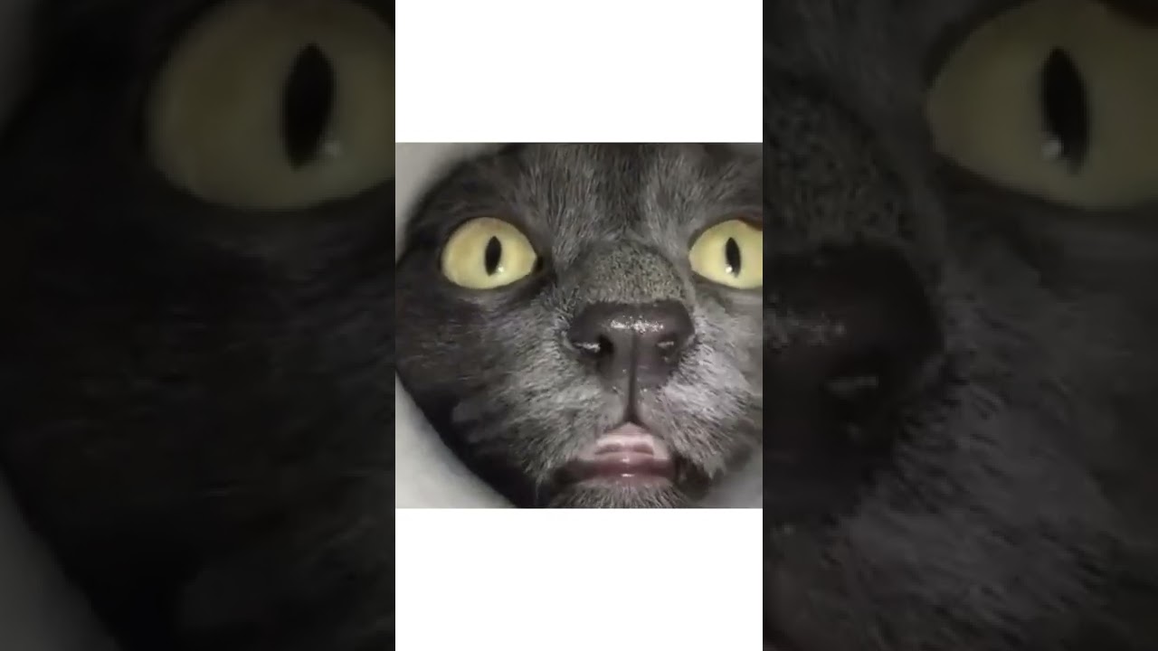 Cats Funny Cats Life #shorts #funny