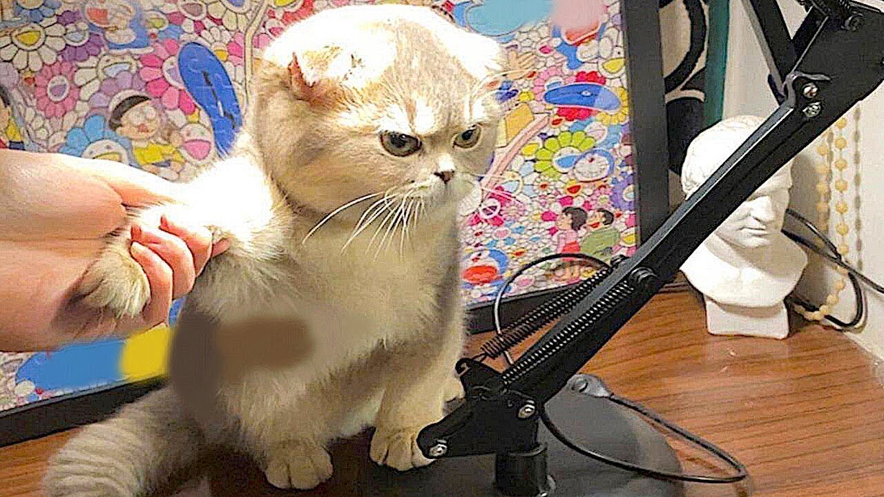 Cats and Dogs React to Ticklish Moments | Rolling on the Floor Laughing #6