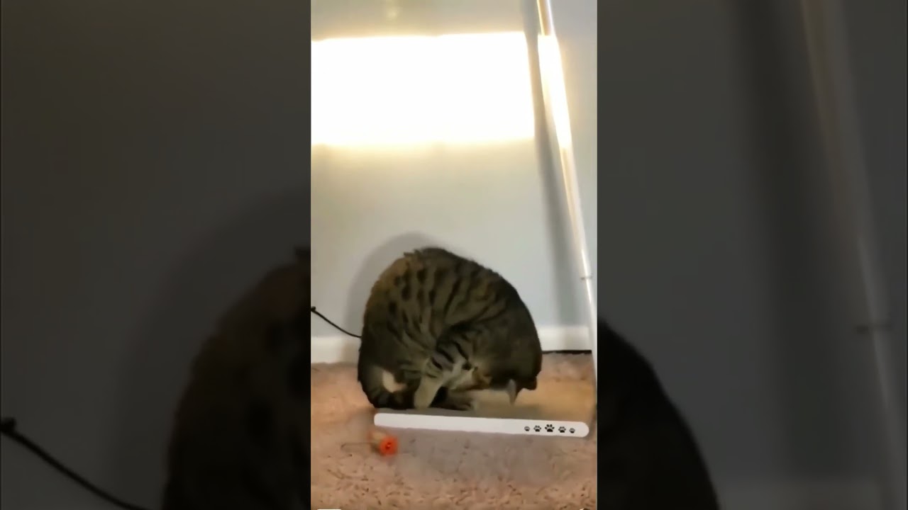 Crazy Cat Show | #youtubeshorts #shorts #ytstudio #crazycat #crazycatfunny #funnycats #funnyanimals