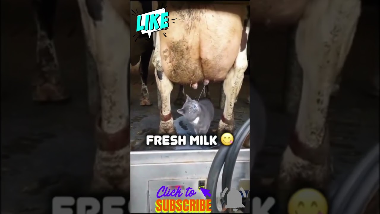 Crazy crazy cat.....e fallo un soriso.......ridi con noi!!!!!!!!#SHORTS