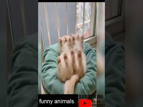 Cute kitten #cat #cats #catvideos #kittens #catlover #kitten #shorts #youtubeshorts #viral #trending