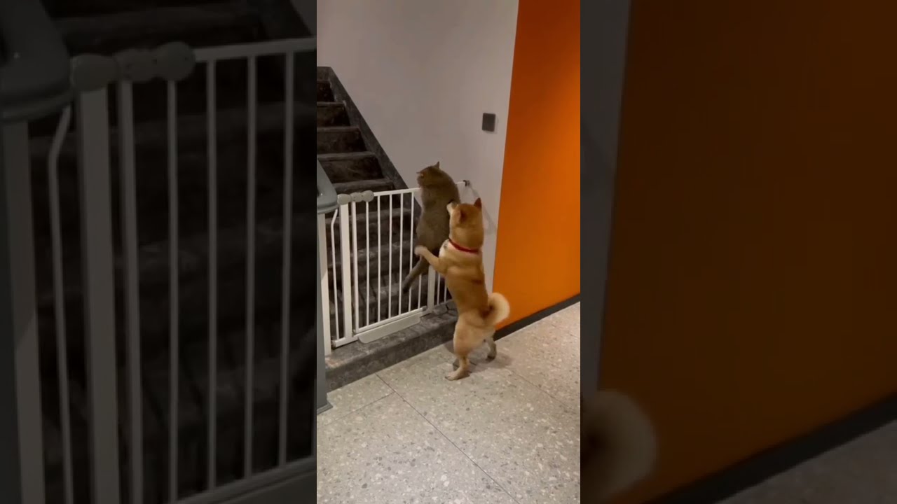 Dog: what are you doing Crazy Cat #shorts