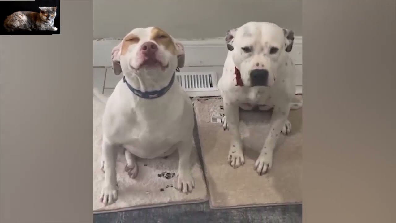 FUNNY Dog's and Cat's Antics