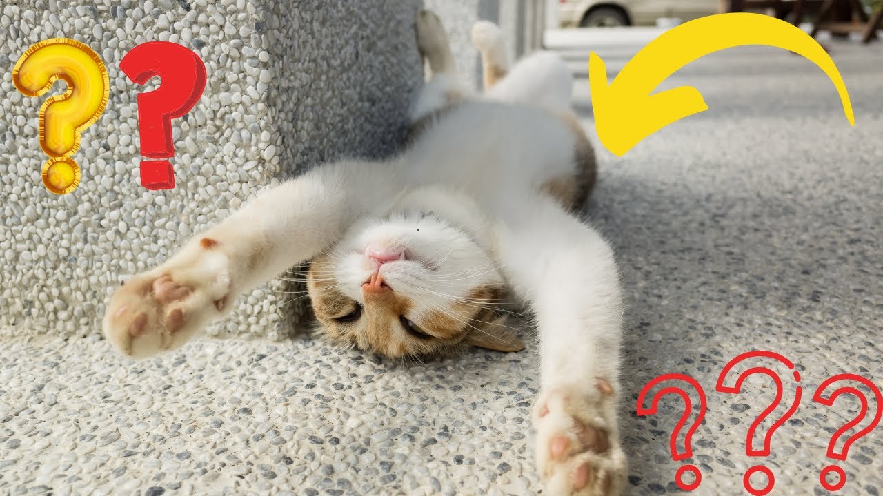 Funniest Cat Fails Ever, I Couldn't Stop Laughing And I Bet You Can't Too.