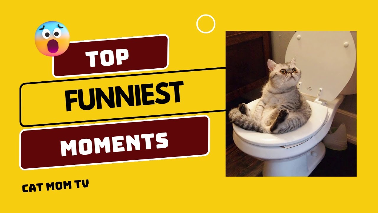 Funniest Warms Your Heart Cat Playing With Human Hands