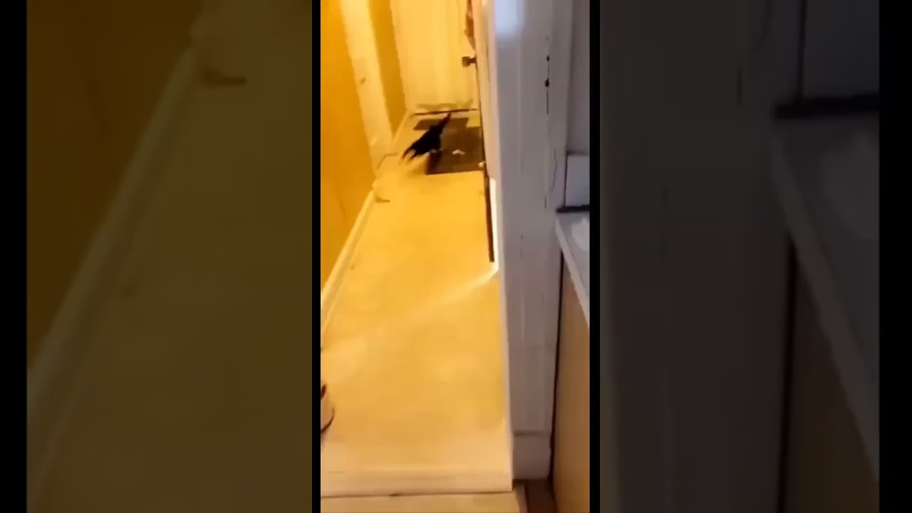 Funniest cat videos #shorts #youtube #youtubeshorts