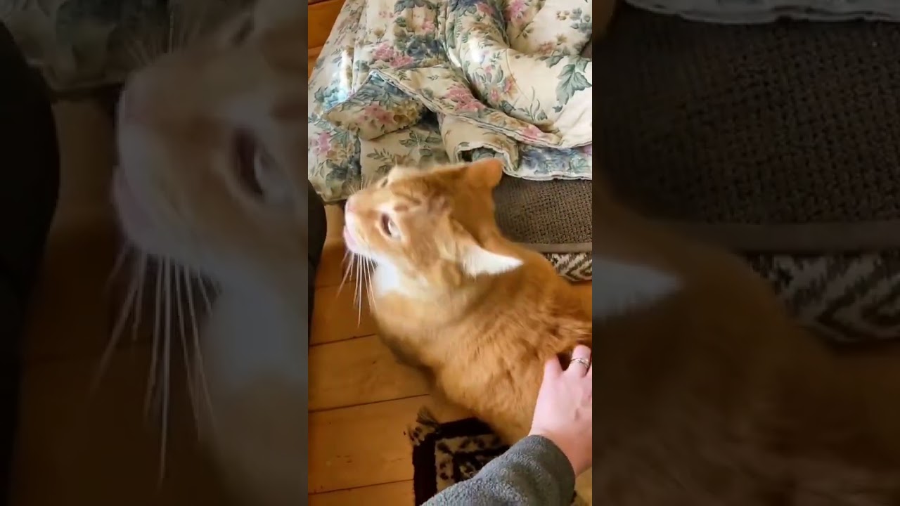 Funny Cat Video | Cat Videos Meowing  | Cat Videos Funny