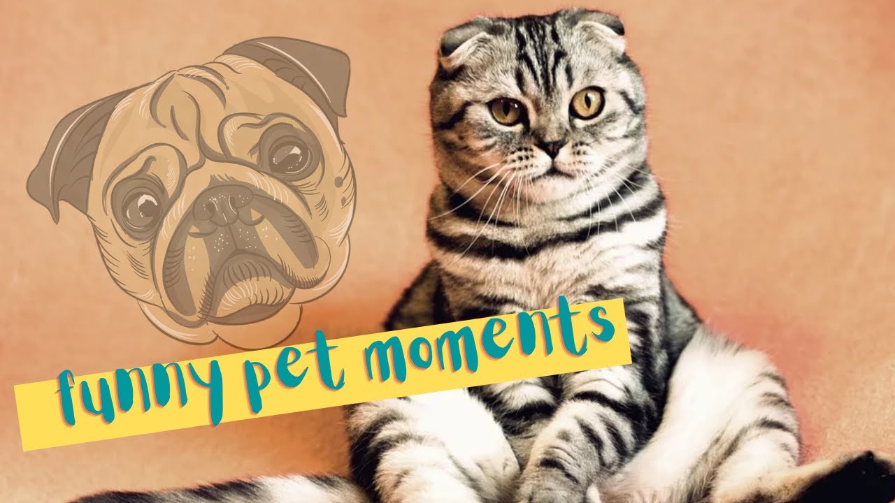 Funny Cats | funny cats, cats, crazy cats