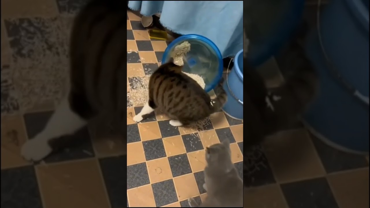 Funny cat videos #shorts #reels #fbreels #cats #funny #funnycats #animals #funnyvideo