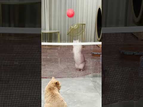 Get ready to laugh with these hilarious funny animal videos 131