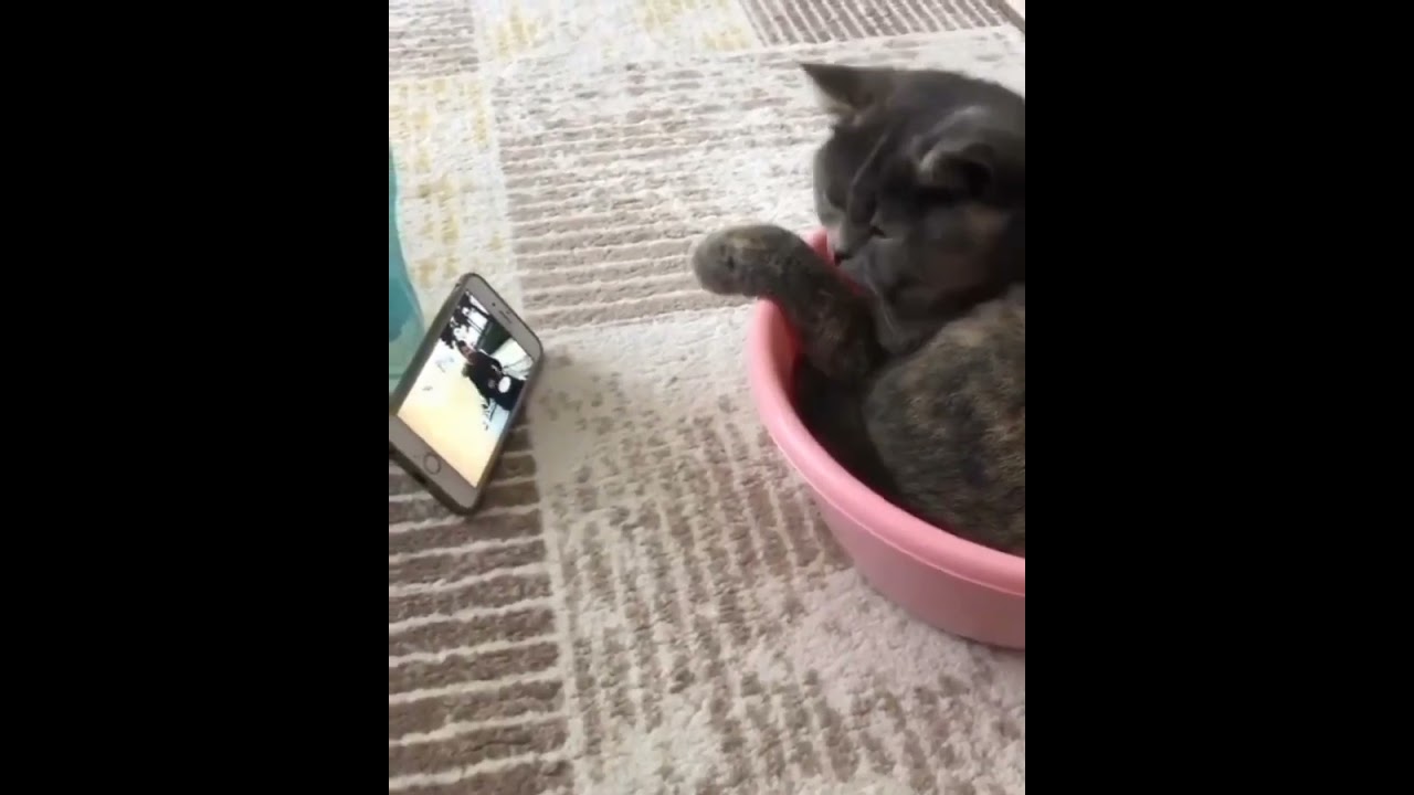 Hilarious Cat Memes Come to Life | Part 127 | #thedustycat #ytshorts #shorts