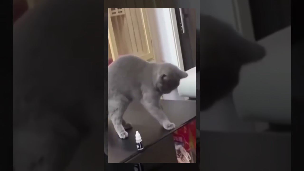 I am sorry | Funny Cats Moments | The Funny Zoo | #catlovers