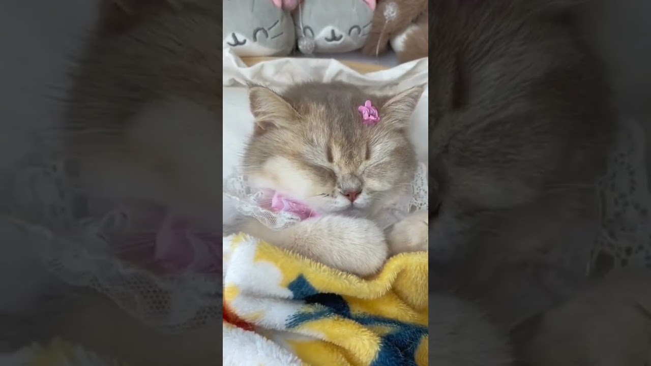 Laugh Out Loud with the Funniest Cat Video of All Time