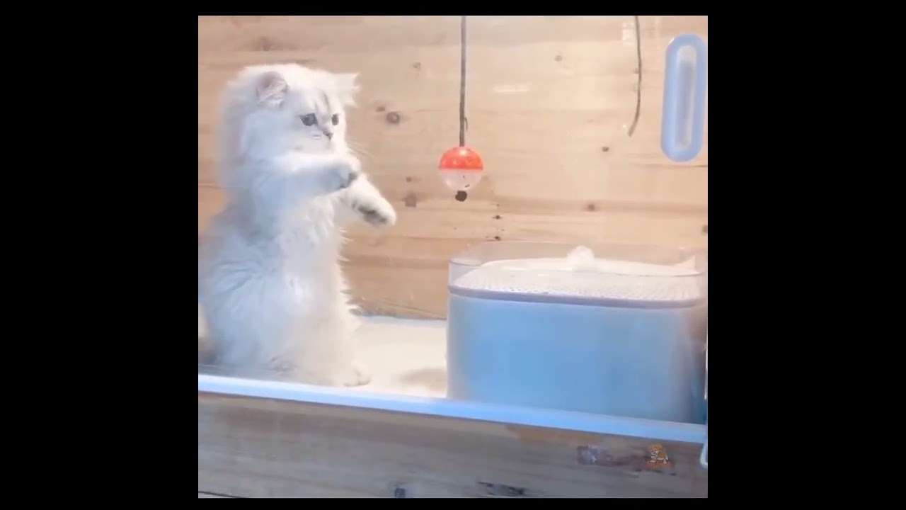 My funny cat video