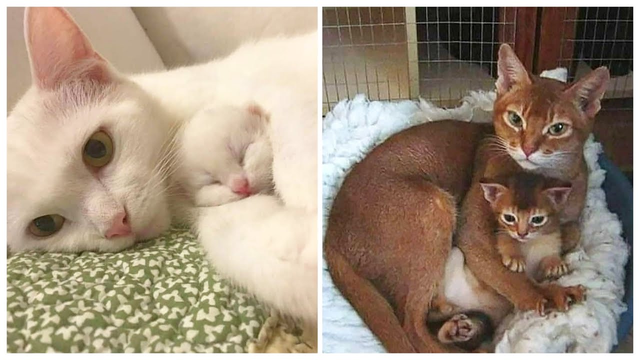 OMG Cute Cat Videos - Funny Cats Compilation #58