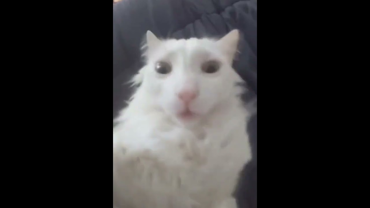 Playing with my cat | Funny Cats Moments | The Funny Zoo | #catlovers