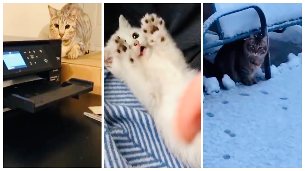 Proof That Cats Are The Most Dramatic Animals | Funny Cat Videos
