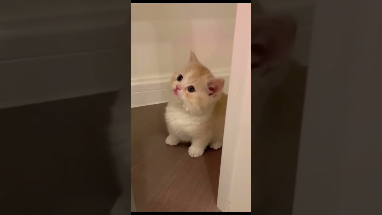 Really Cute Cat | Funny Cats