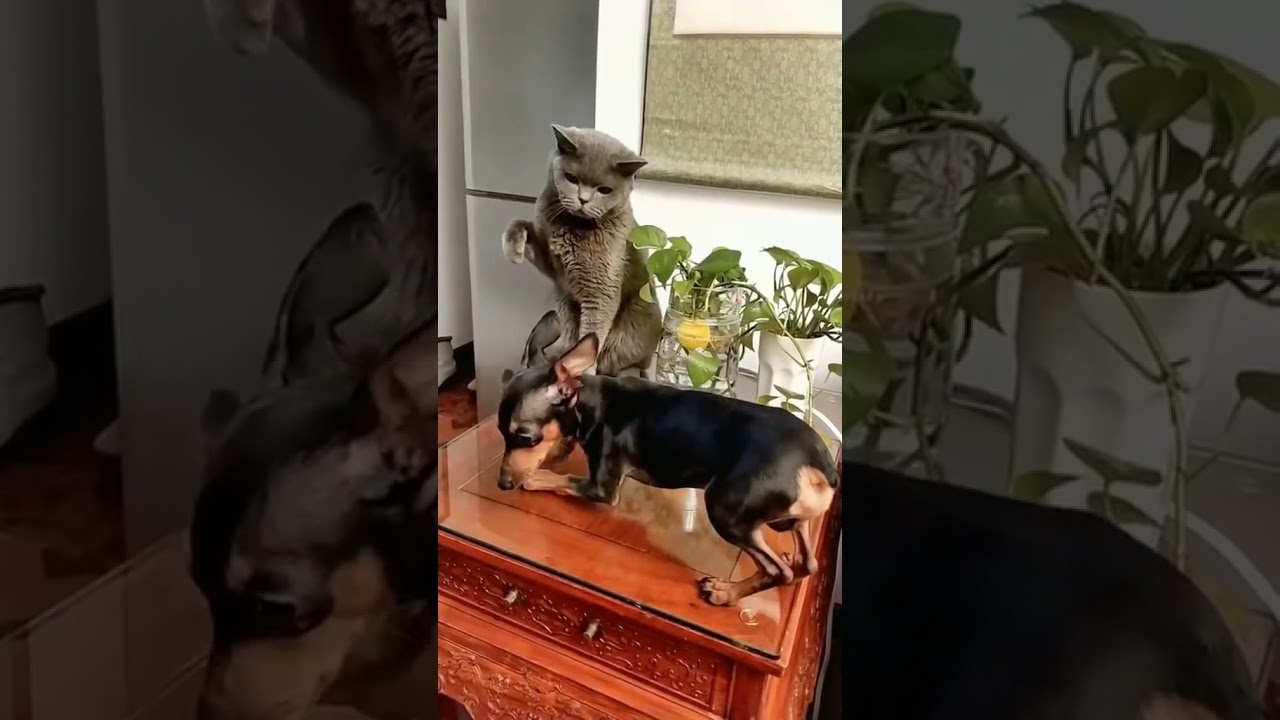 SOO FUNNY - FIGHTING - CAT VS DOG - #cat #dog #pet #shorts