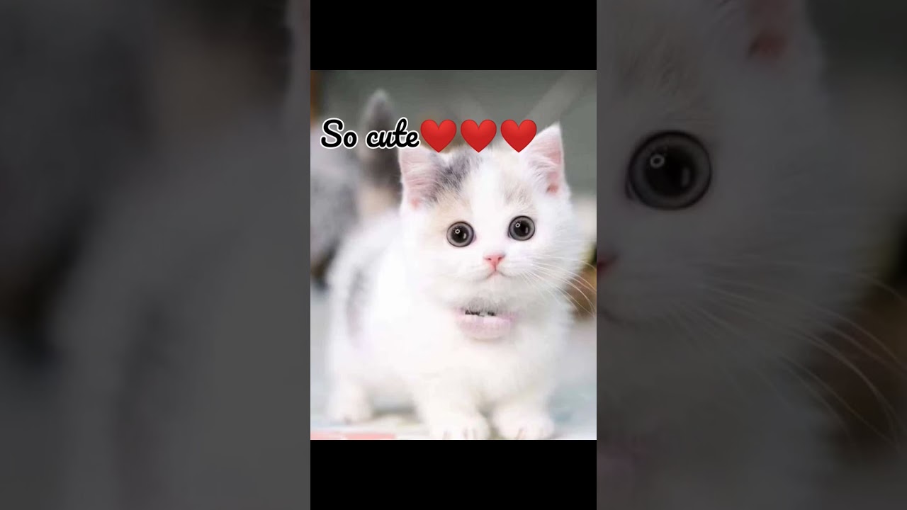 #So cute cats and dogs #shorts# #creative common studio#