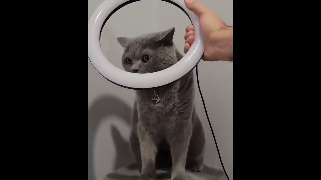 Thug life cat | Funny Cats Moments | The Funny Zoo | #catlovers