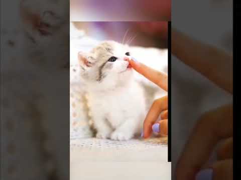 cute and funny cats videos #cutecats #shorts #mrcasuallycool