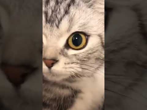 cute cat throwing tantrum #shorts