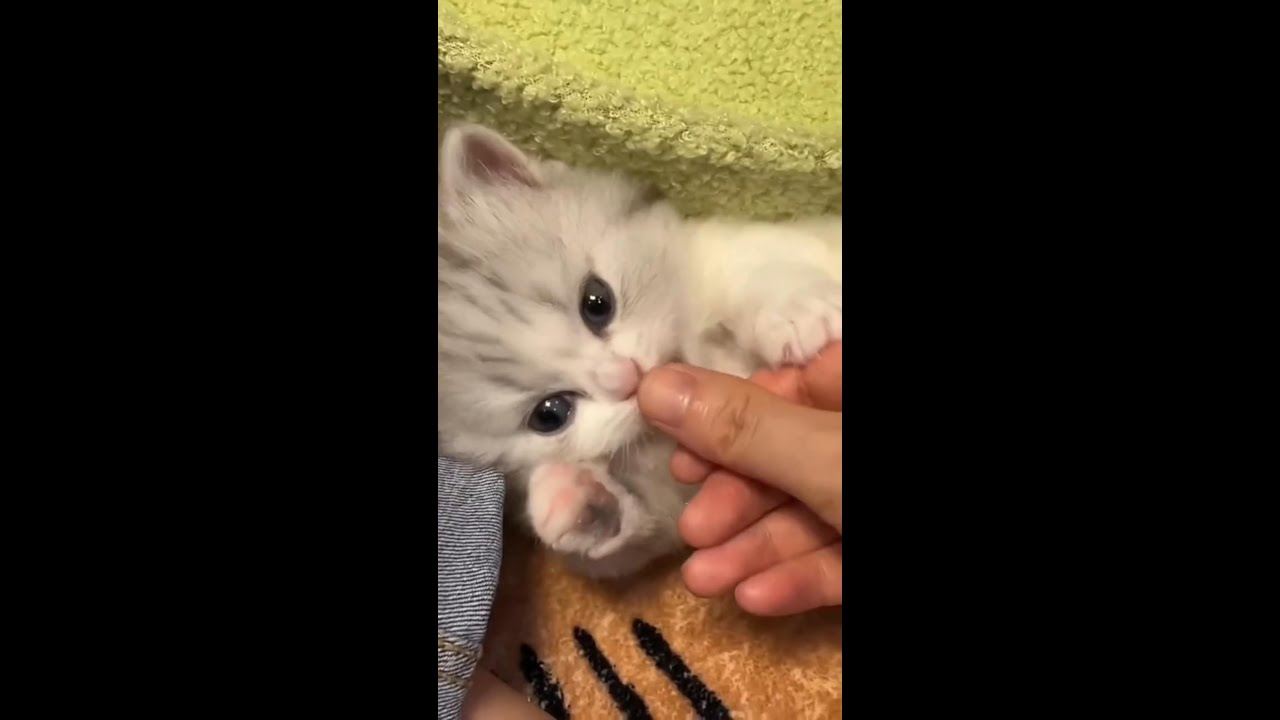 cute kitten, cute little hands 4K#shorts #funnyvideo #cute #cat#petlover