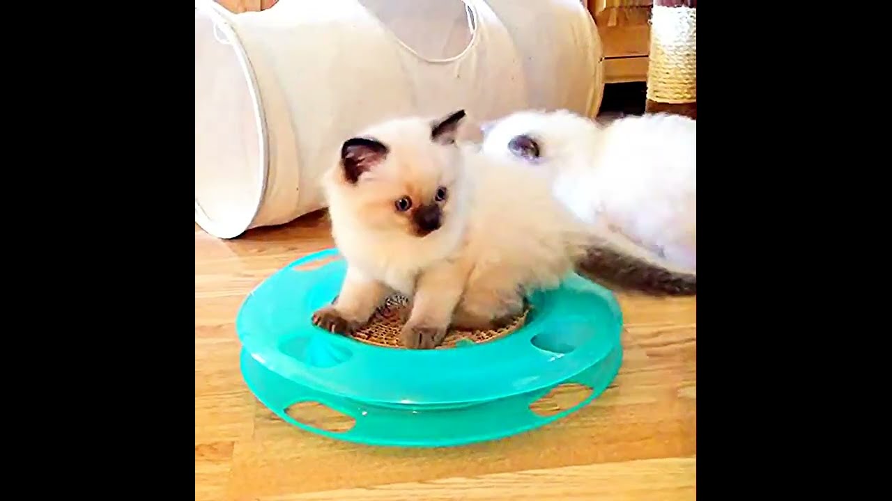 #funnycats #shorts 84