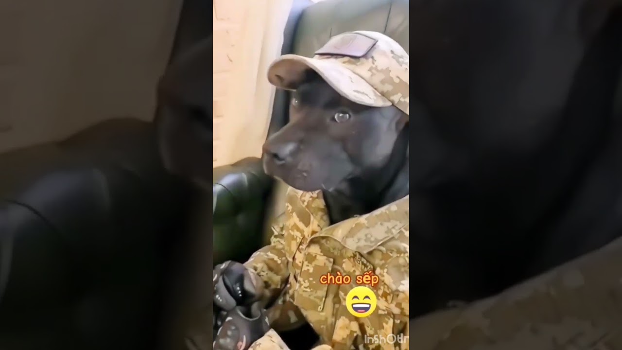 #funnymoments #cat video dog videos funny chimpanzee videos viral short video
