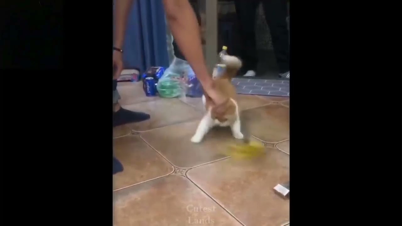 my crazy cat funny animals