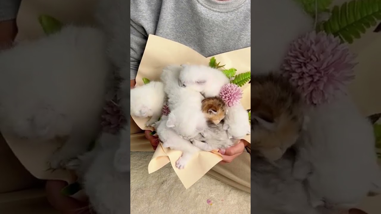 2023 Funniest Cat Videos You'll Laugh So Hard You'll Cry #101