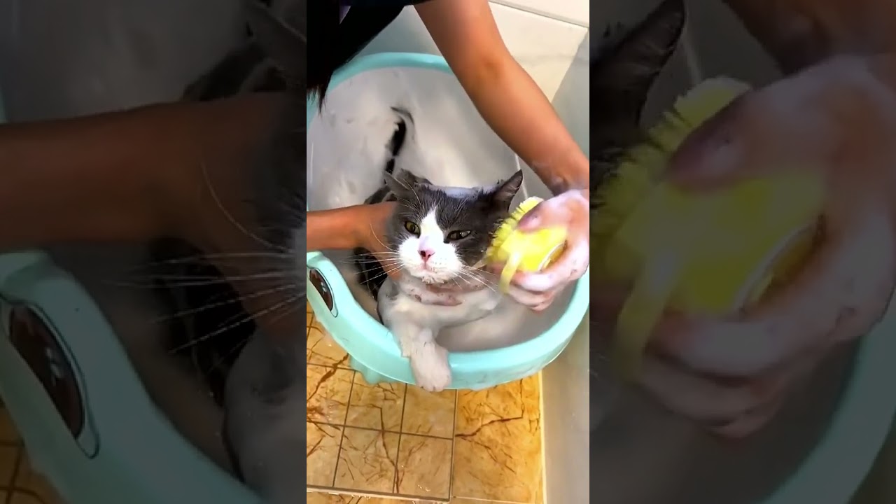 Funniest Animals Video 2023 - Funny dog and cat videos #shorts #funnydog #funny cat 23