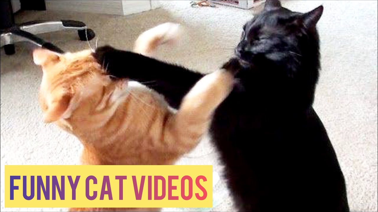Proof That Cats Are The Most Dramatic Animals | Funny Cat Videos