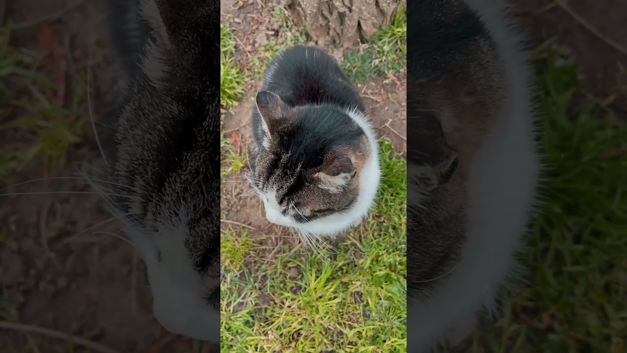 Funniest Animals-Cat Videos Compilation-Baby Cats - Cute and Funny Cat