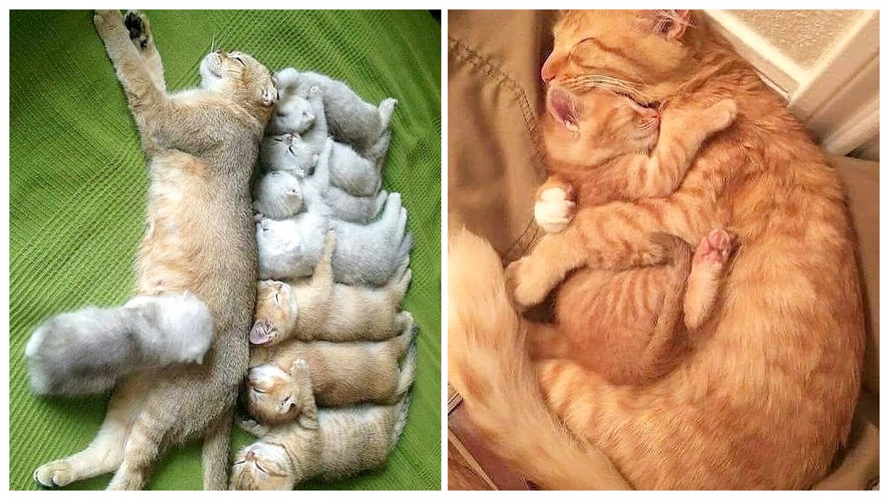 Proof That Cats Are The Most Dramatic Animals | Funny Cat Videos #81