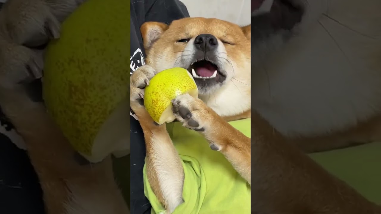 Funniest Animals Video 2023 - Funny dog and cat videos #shorts #funnydog #funny cat 38