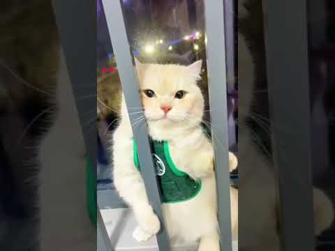 Get ready to laugh with these hilarious funny animal videos 140