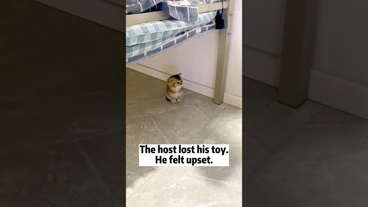 2023 Funniest Cat Videos You'll Laugh So Hard You'll Cry #133  #catcomedy #catfails #cathumor